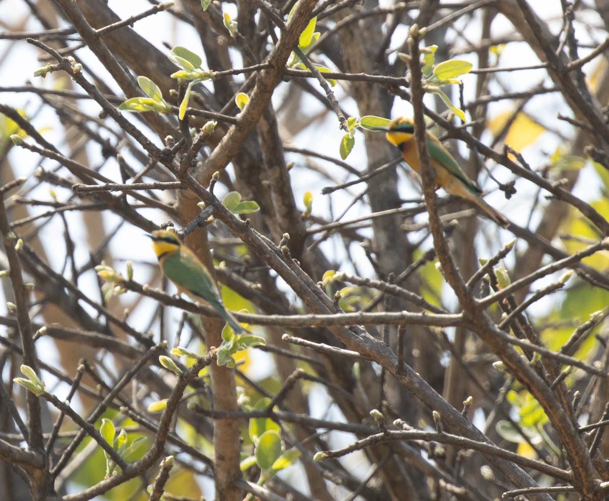 Бджолоїдка карликова - ML644126302