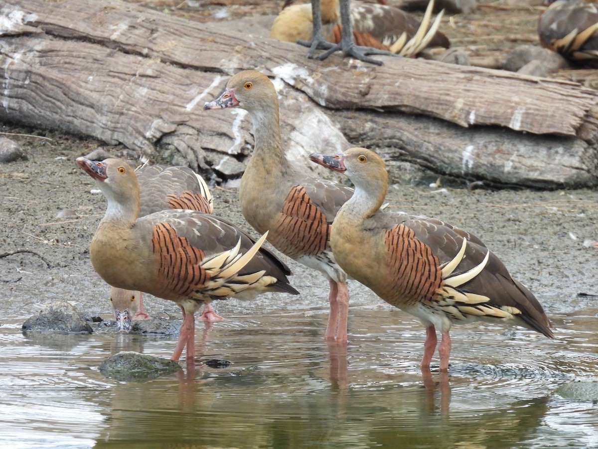 Plumed Whistling-Duck - ML644126303