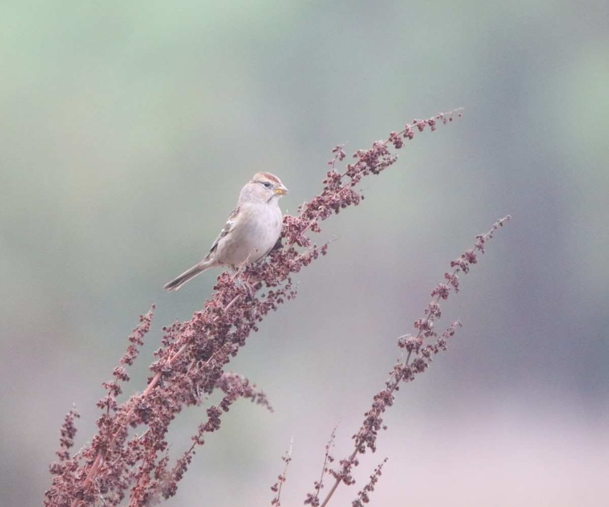 White-crowned Sparrow - ML644126306