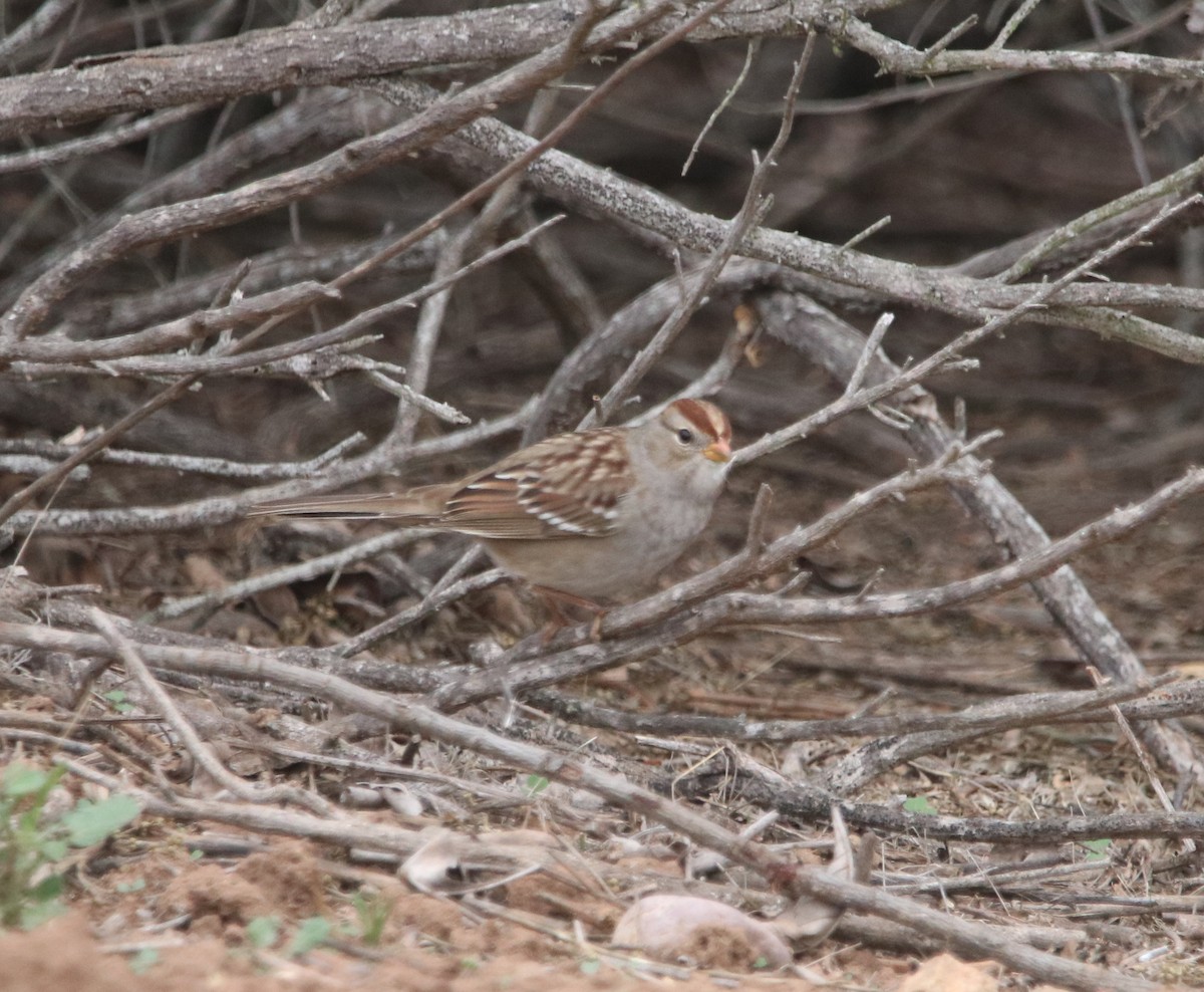 White-crowned Sparrow - ML644126307