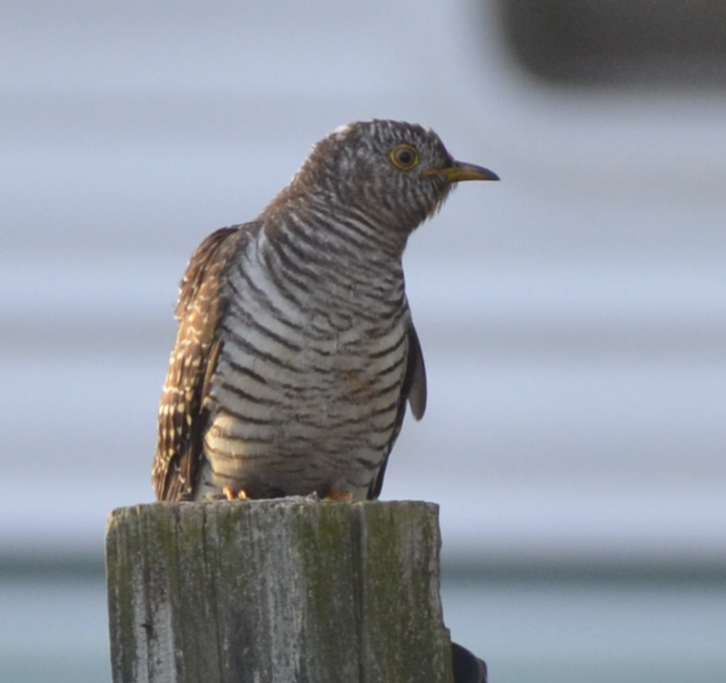 Common Cuckoo - ML644126309