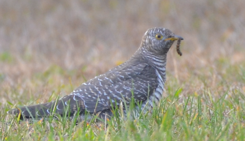 Common Cuckoo - ML644126310