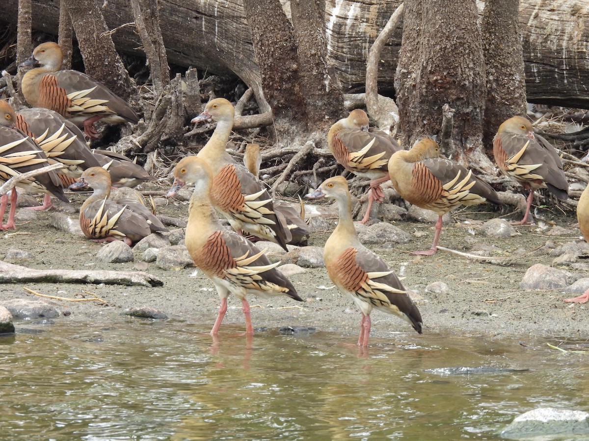 Plumed Whistling-Duck - ML644126315