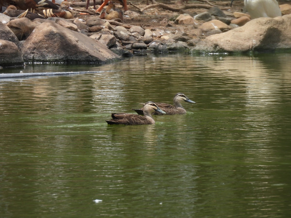 Pacific Black Duck - ML644126333