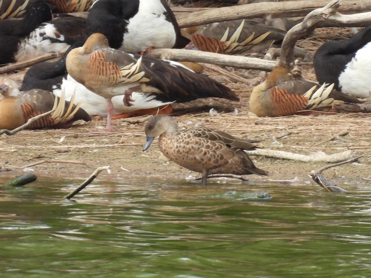 Gray Teal - ML644126343