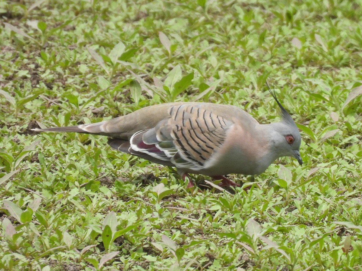 Crested Pigeon - ML644126344