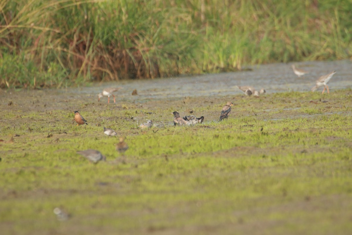 Rosy Starling - ML644126346