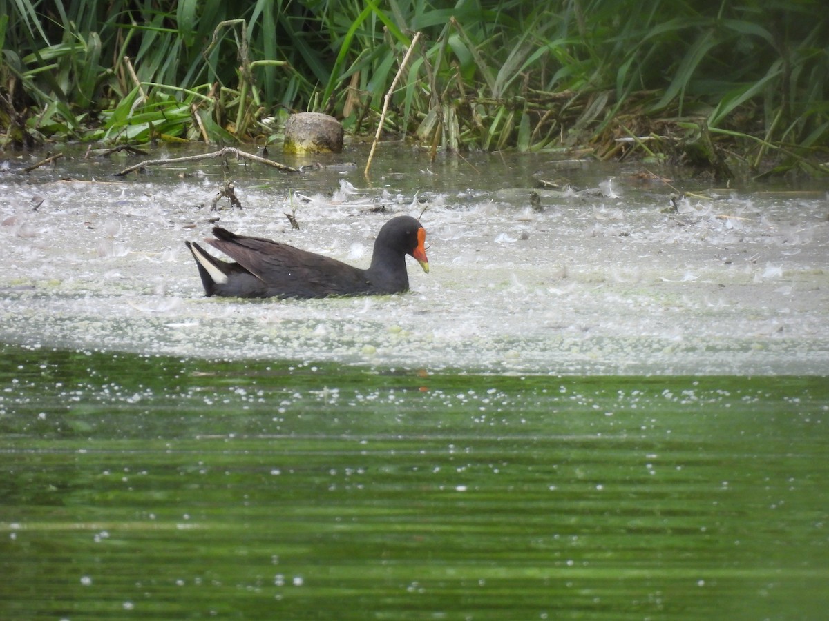 Dusky Moorhen - ML644126350