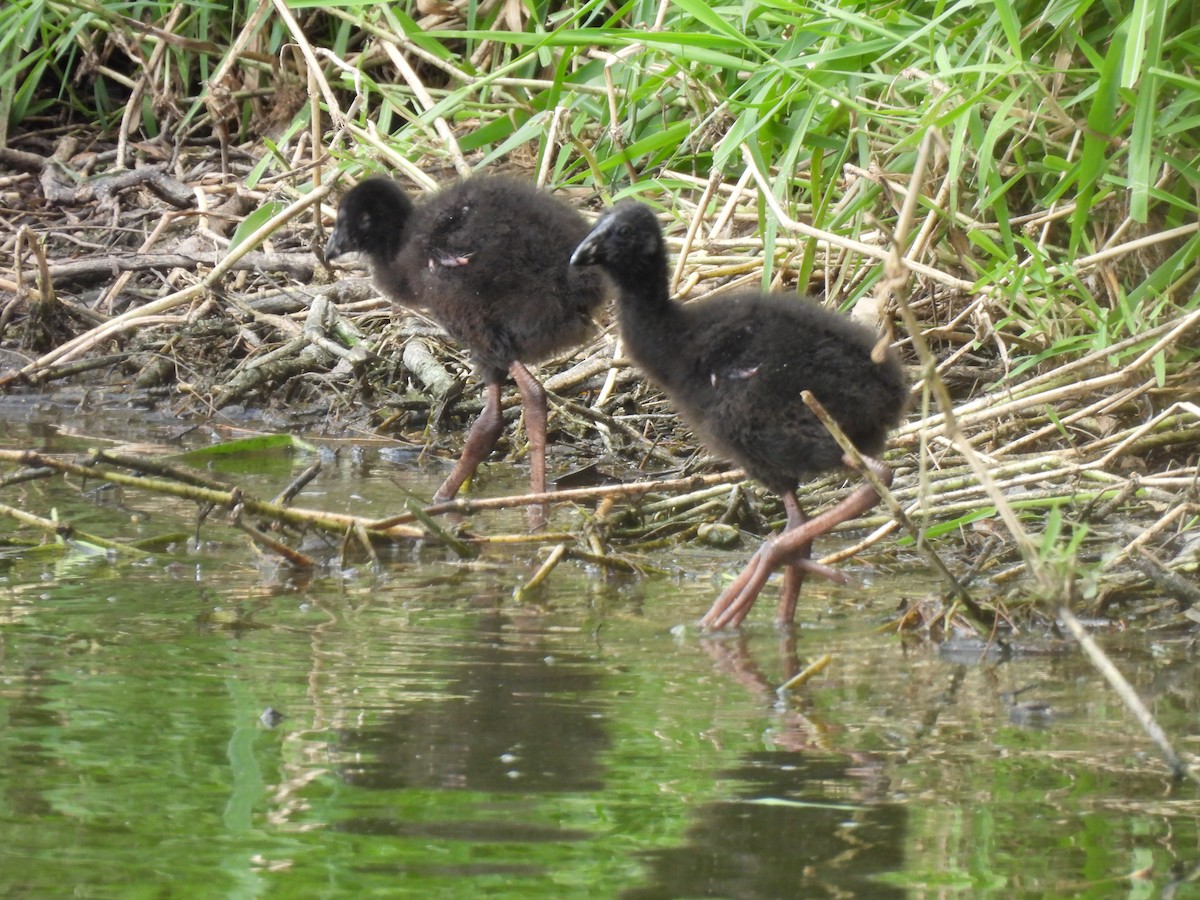 Australasian Swamphen - ML644126353