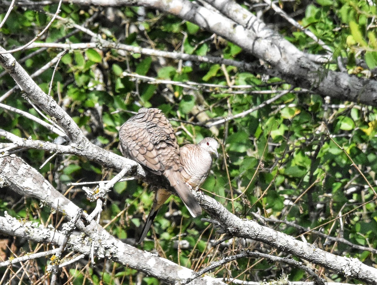 Inca Dove - ML644126356