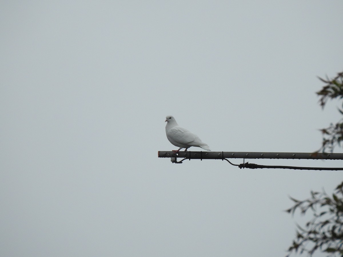 Rock Pigeon (Feral Pigeon) - ML644126365