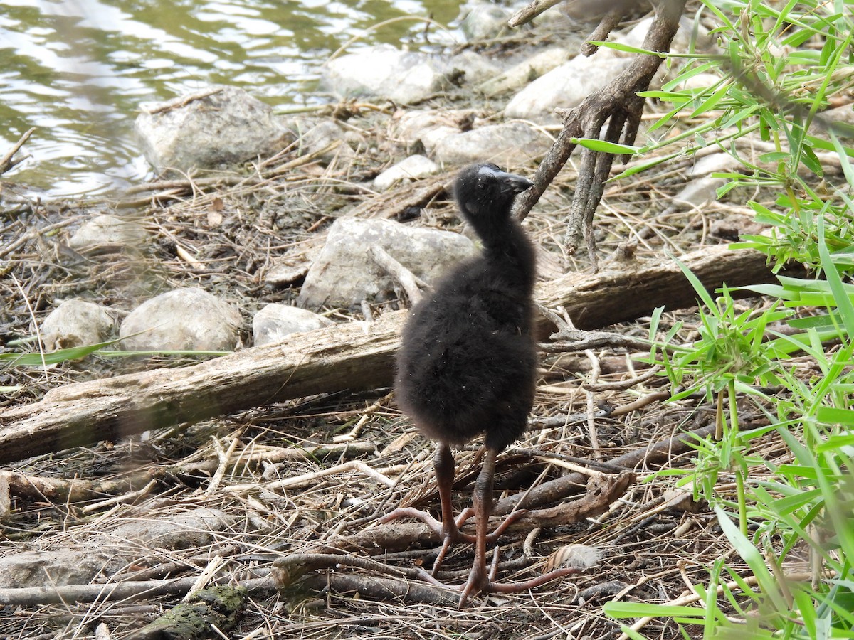 Australasian Swamphen - ML644126366