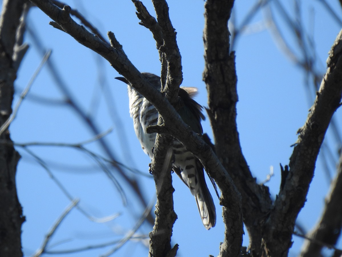 Shining Bronze-Cuckoo - ML644126377