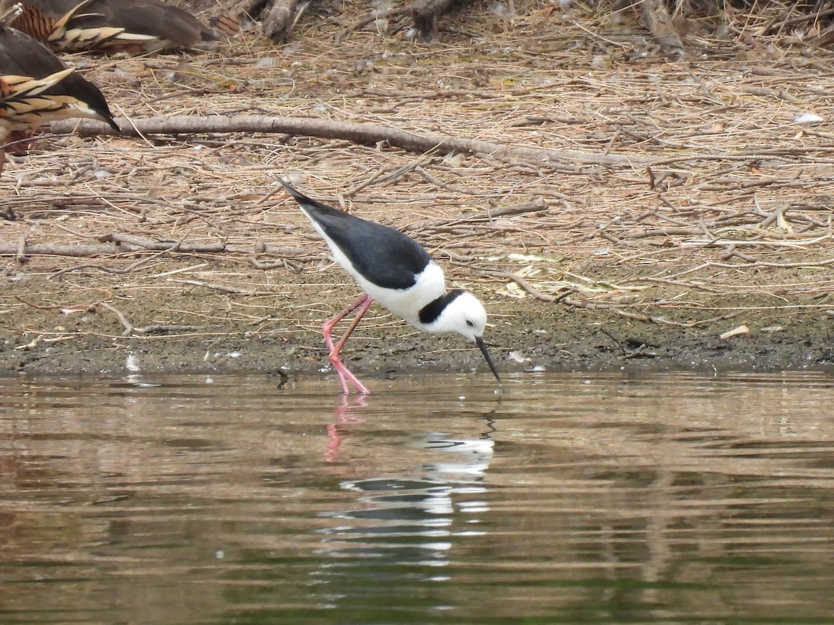 Pied Stilt - ML644126379