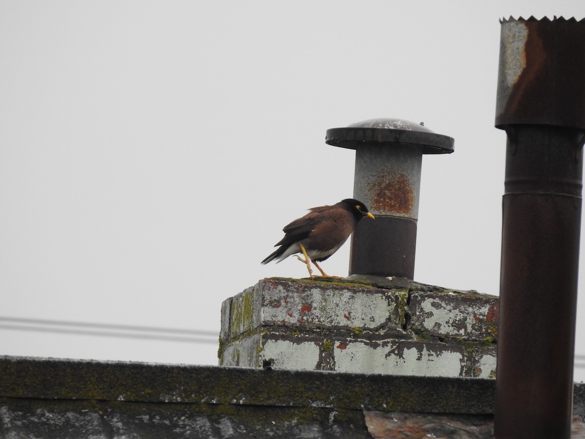 Common Myna - ML644126383