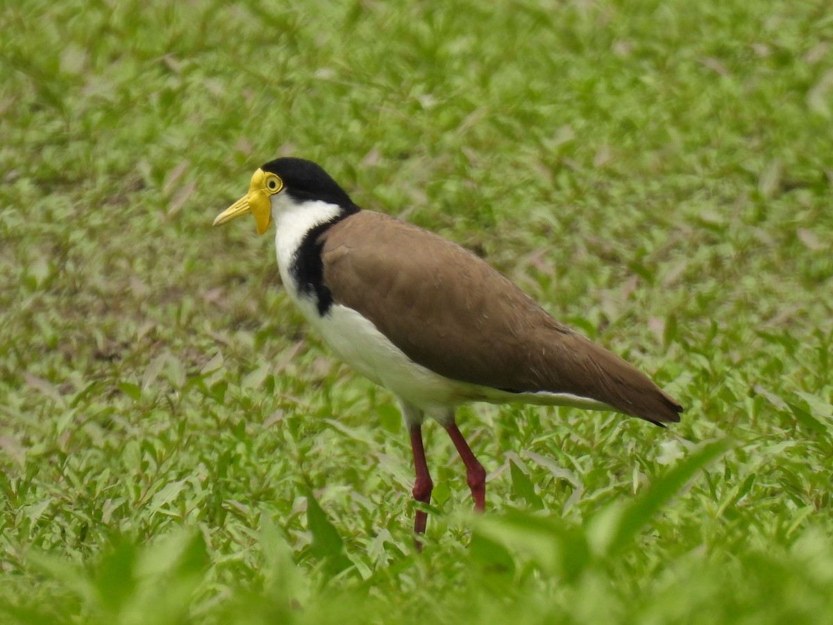 Hegabera maskaraduna - ML644126393