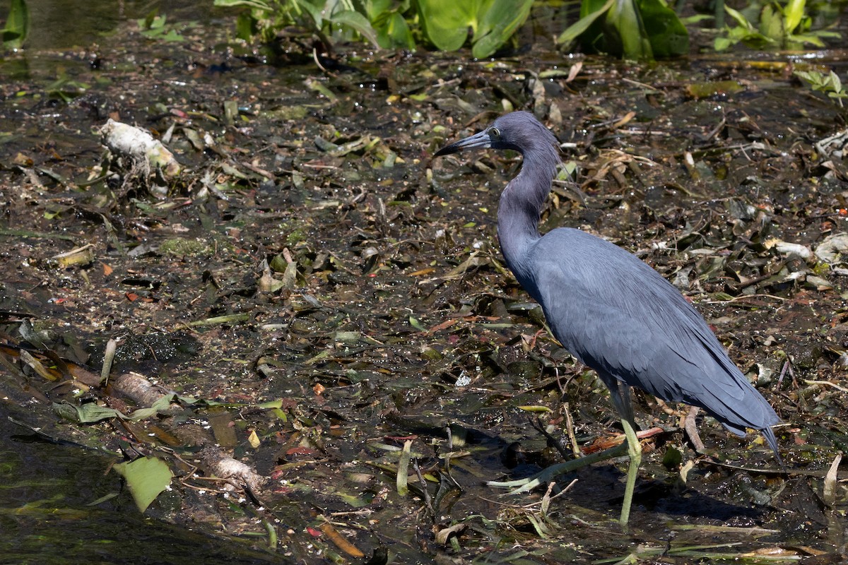 Little Blue Heron - ML644126399