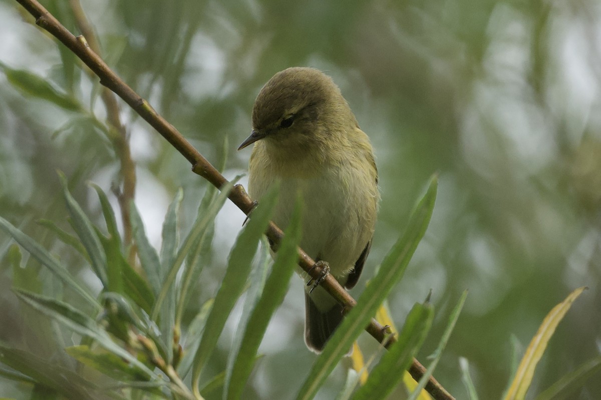 Common Chiffchaff - ML644126400