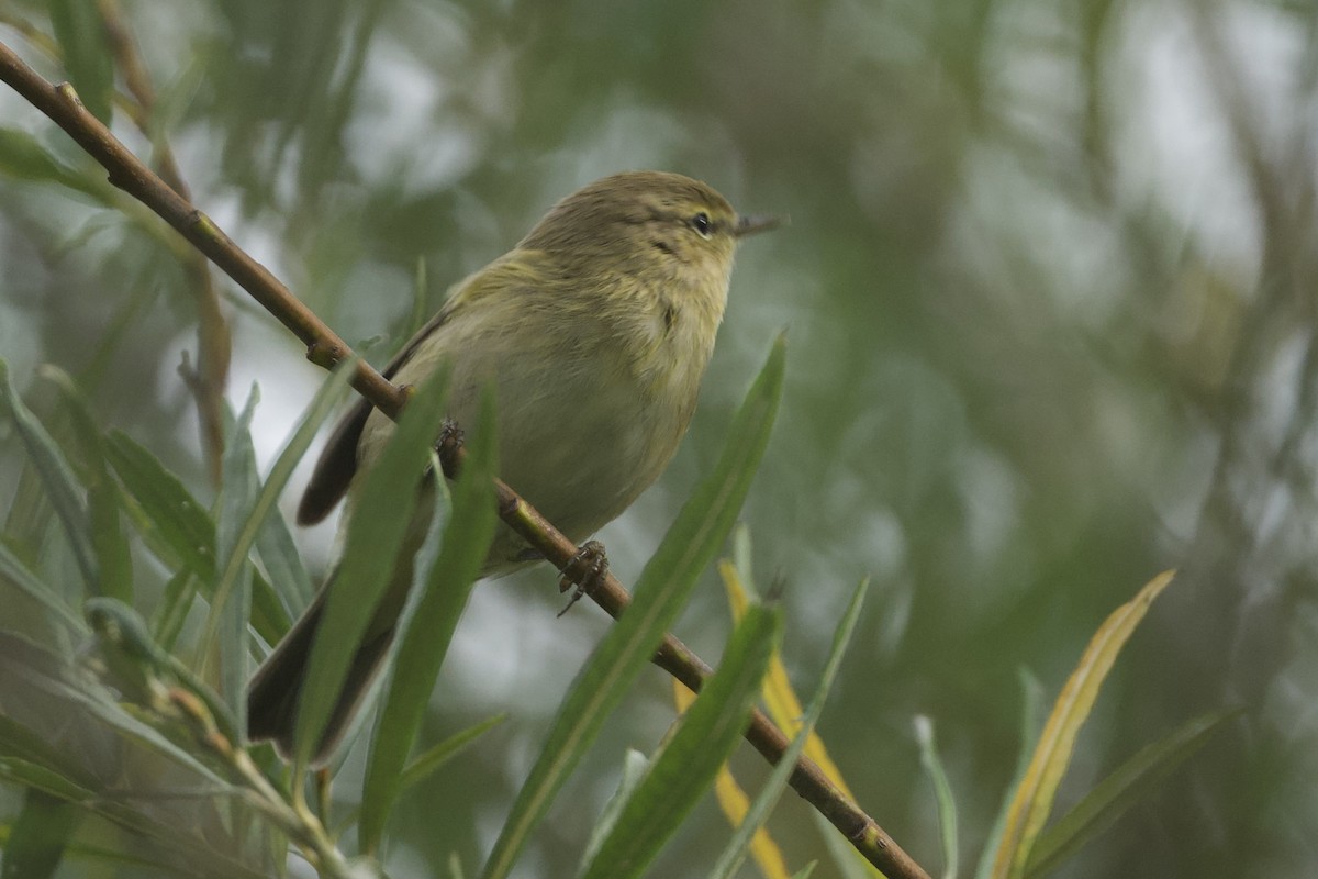 Common Chiffchaff - ML644126401