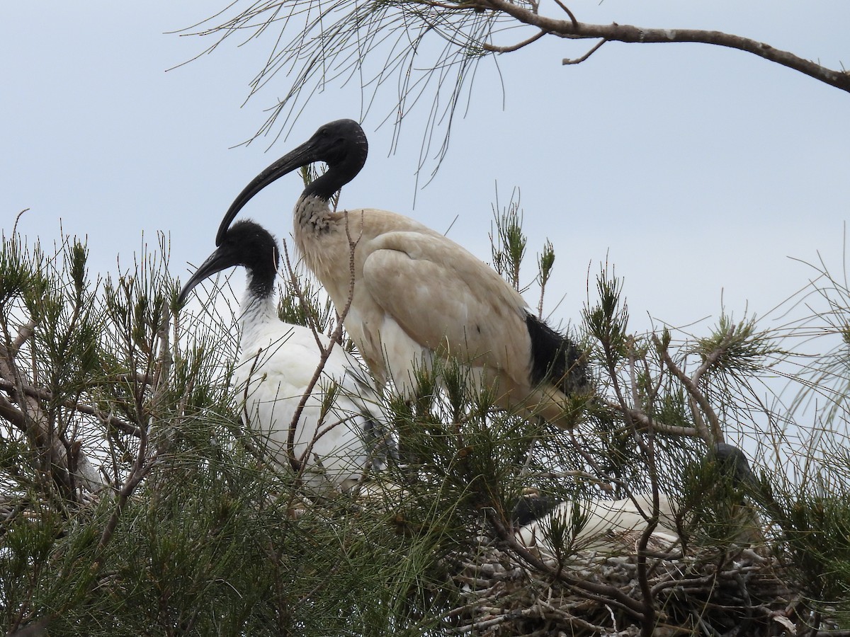 Australian Ibis - ML644126402
