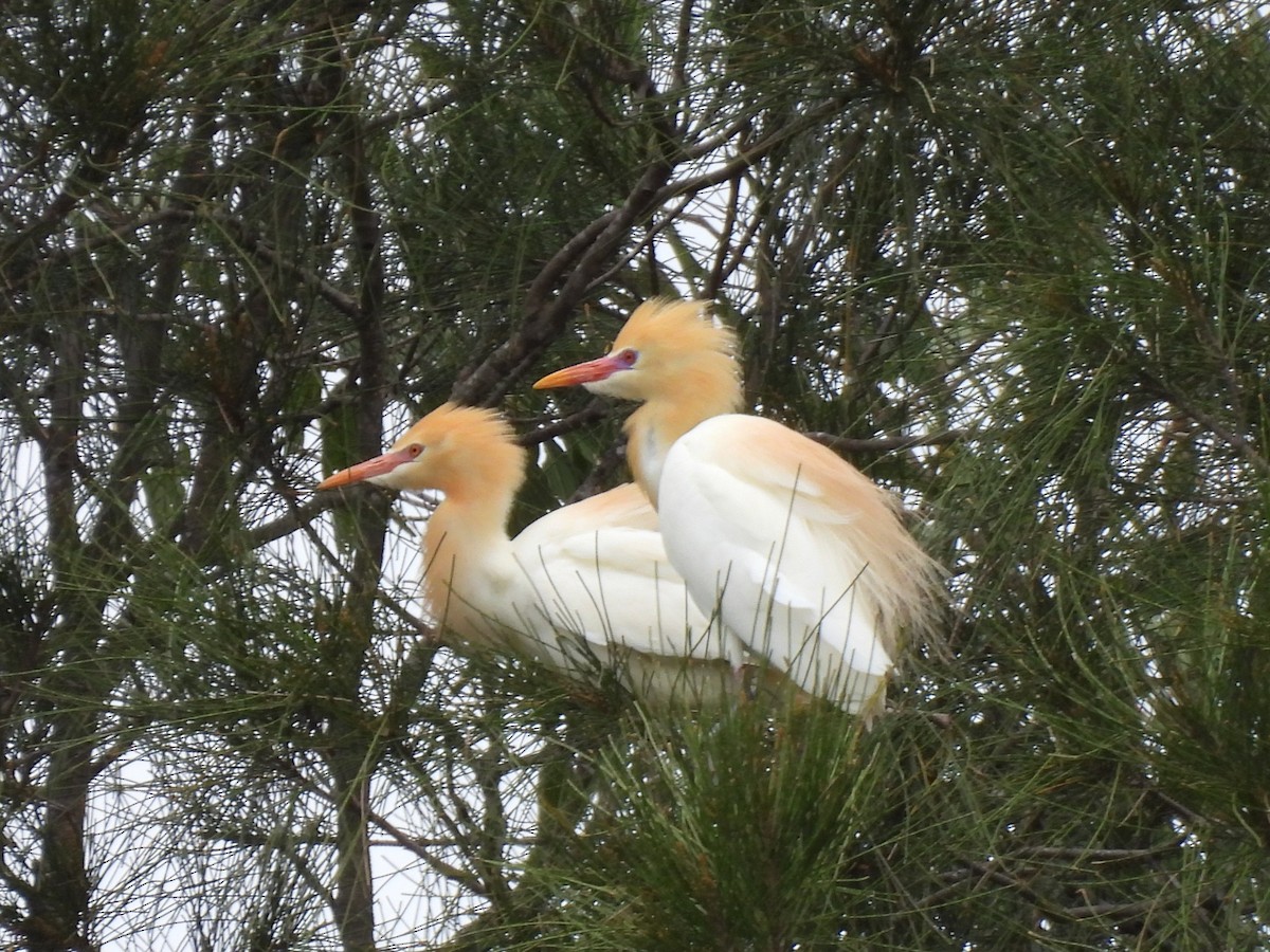 Eastern Cattle-Egret - ML644126410