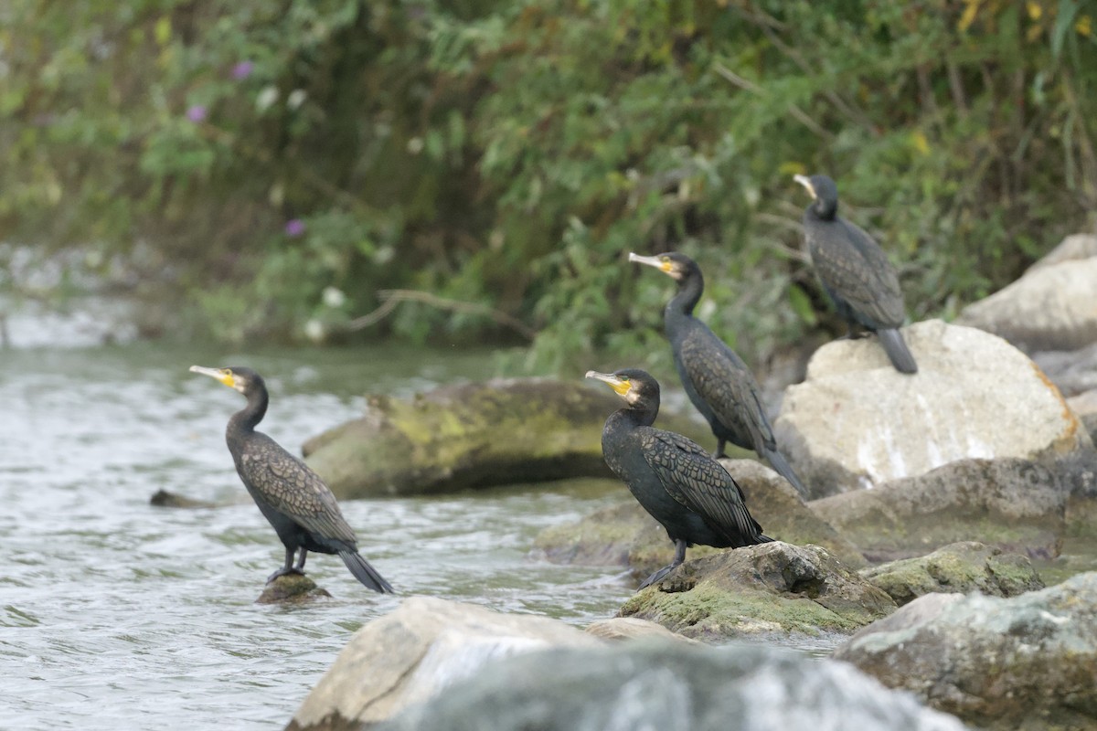 Great Cormorant - ML644126411