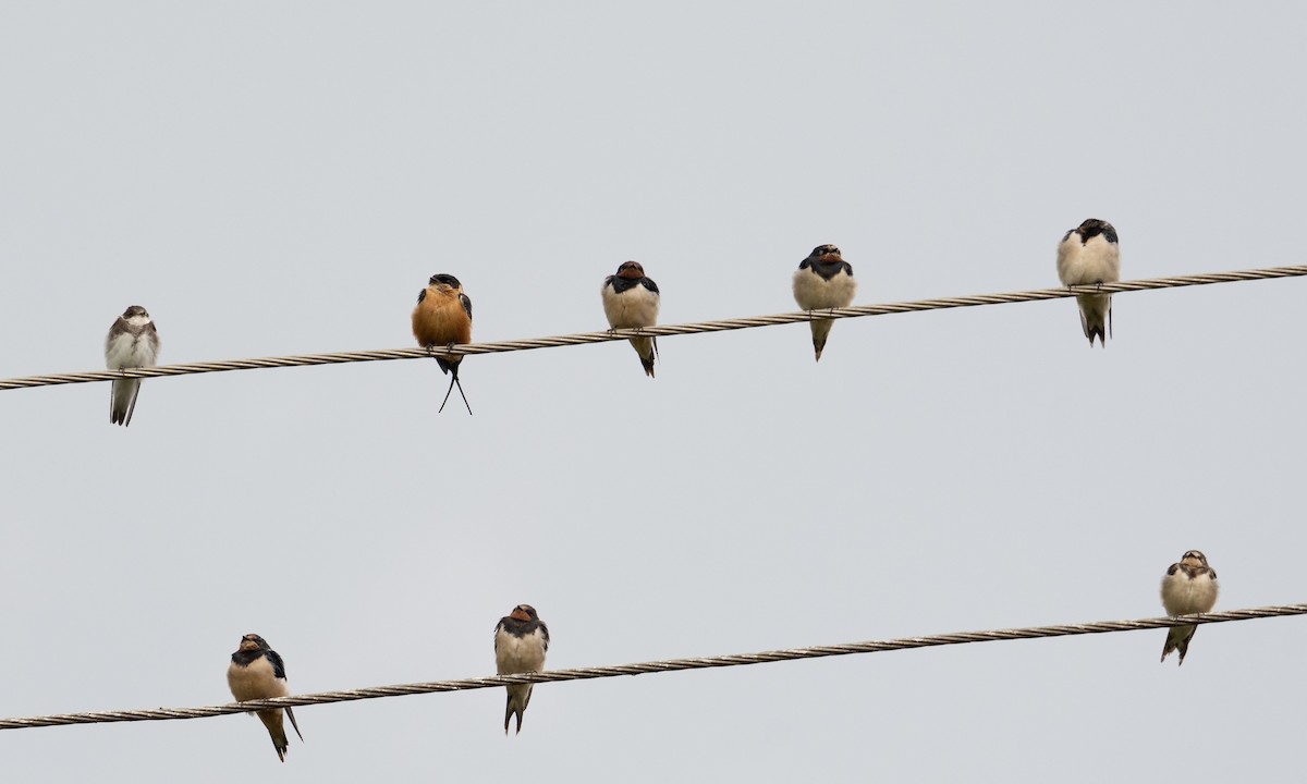 Barn Swallow (White-bellied) - ML644126412