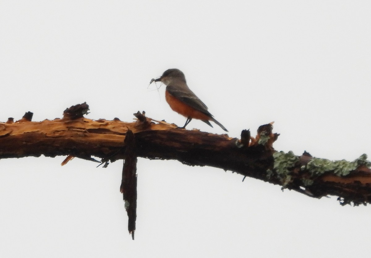Vermilion Flycatcher - ML644126413