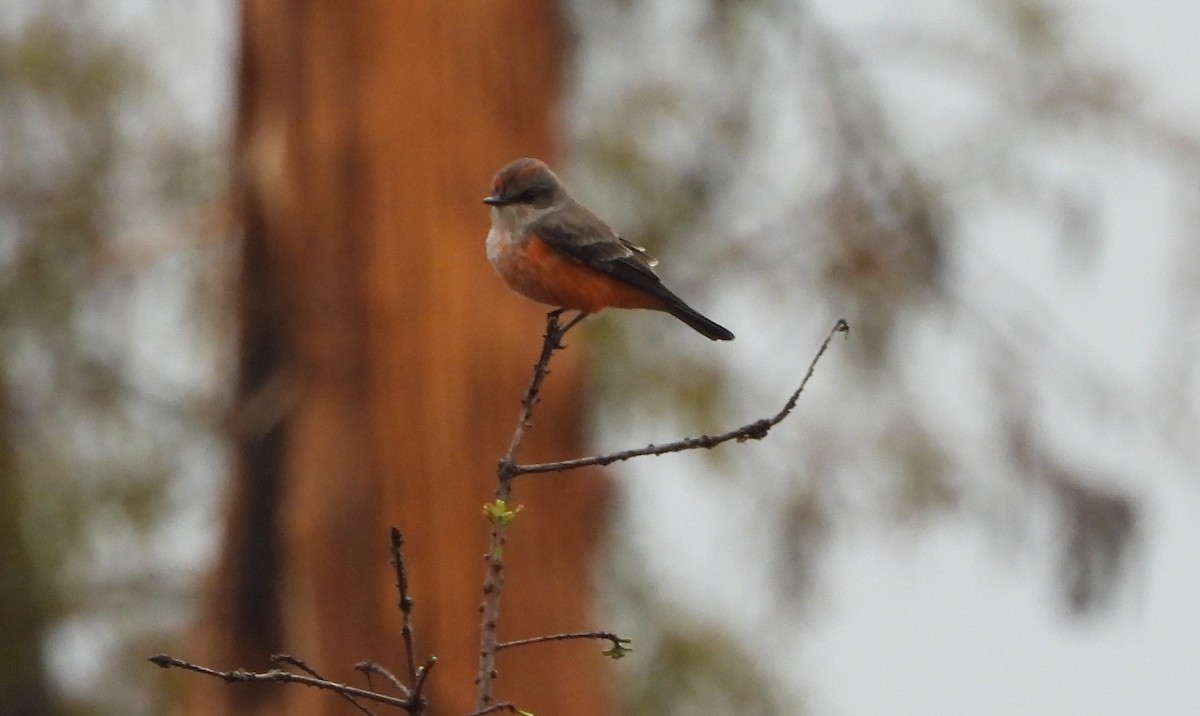 Vermilion Flycatcher - ML644126414