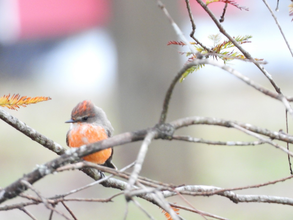 Vermilion Flycatcher - ML644126415