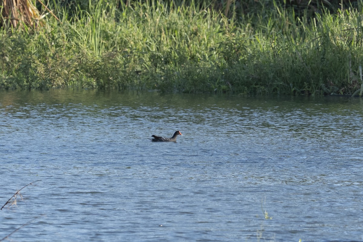 Gallinule d'Amérique - ML644126416