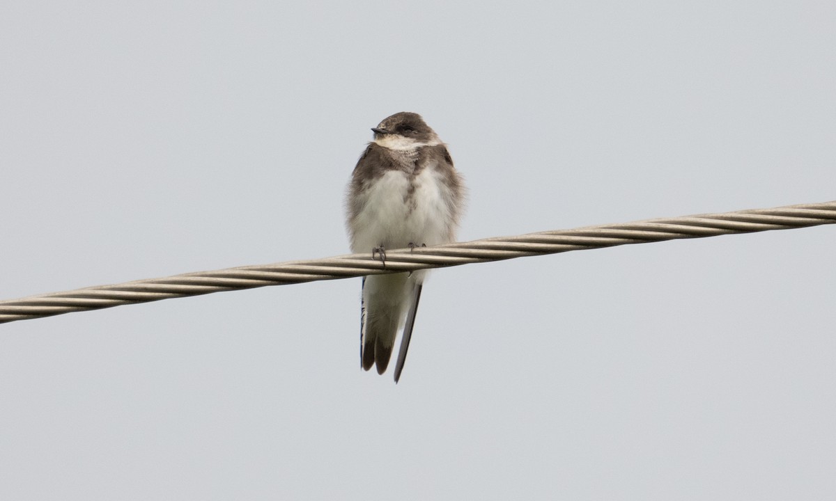 Bank Swallow - ML644126417