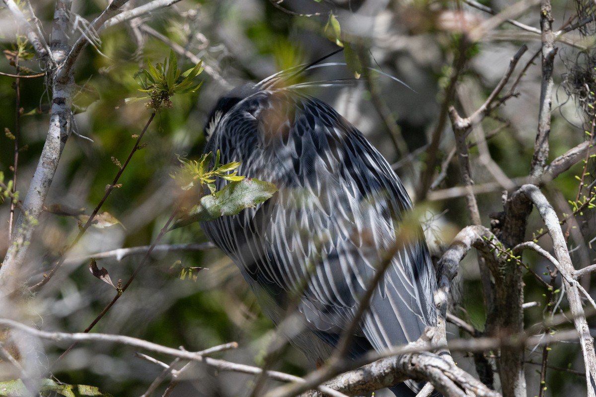 Yellow-crowned Night Heron - ML644126419