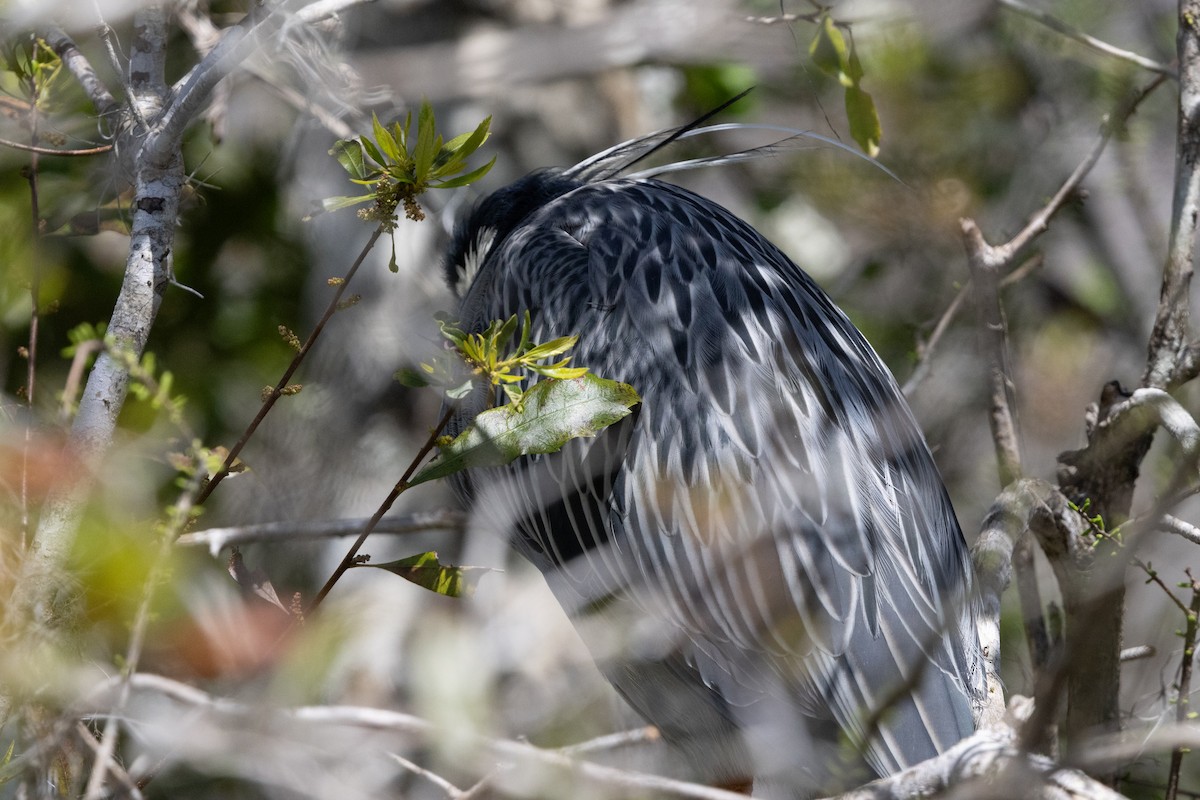 Yellow-crowned Night Heron - ML644126420