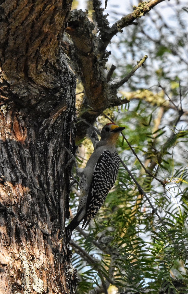Golden-fronted Woodpecker - ML644126421