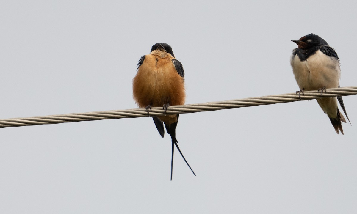 Rufous-chested Swallow - ML644126422