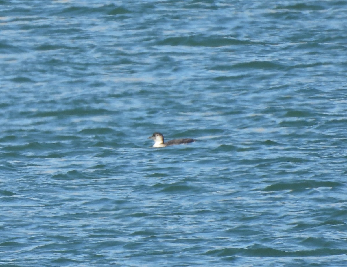 loon sp. - ML644126423