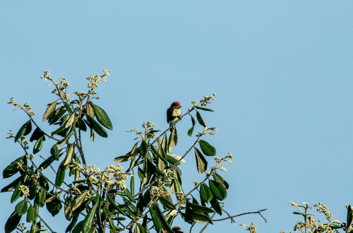 Black-girdled Barbet - ML644126424