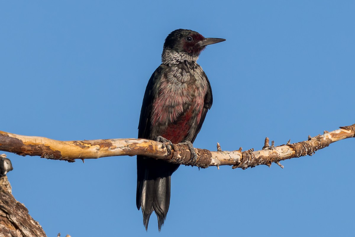 Lewis's Woodpecker - ML644126425