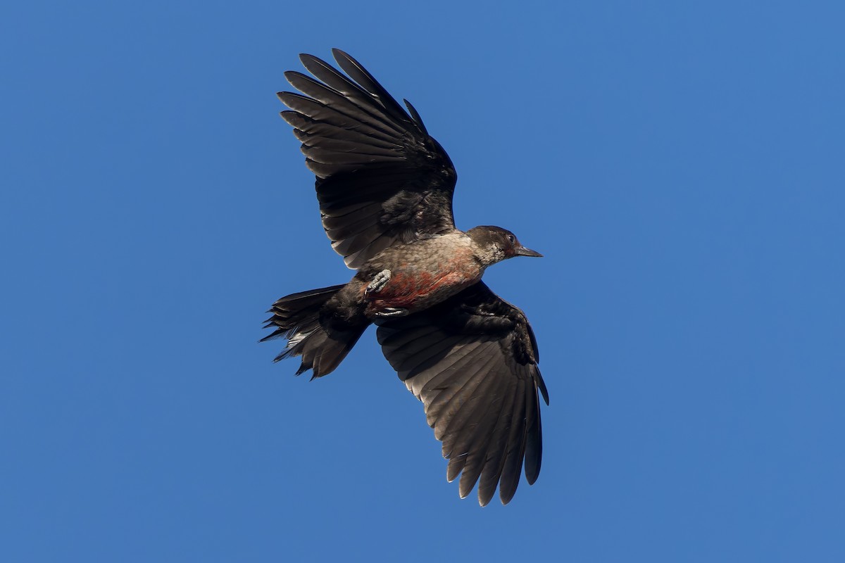 Lewis's Woodpecker - ML644126426