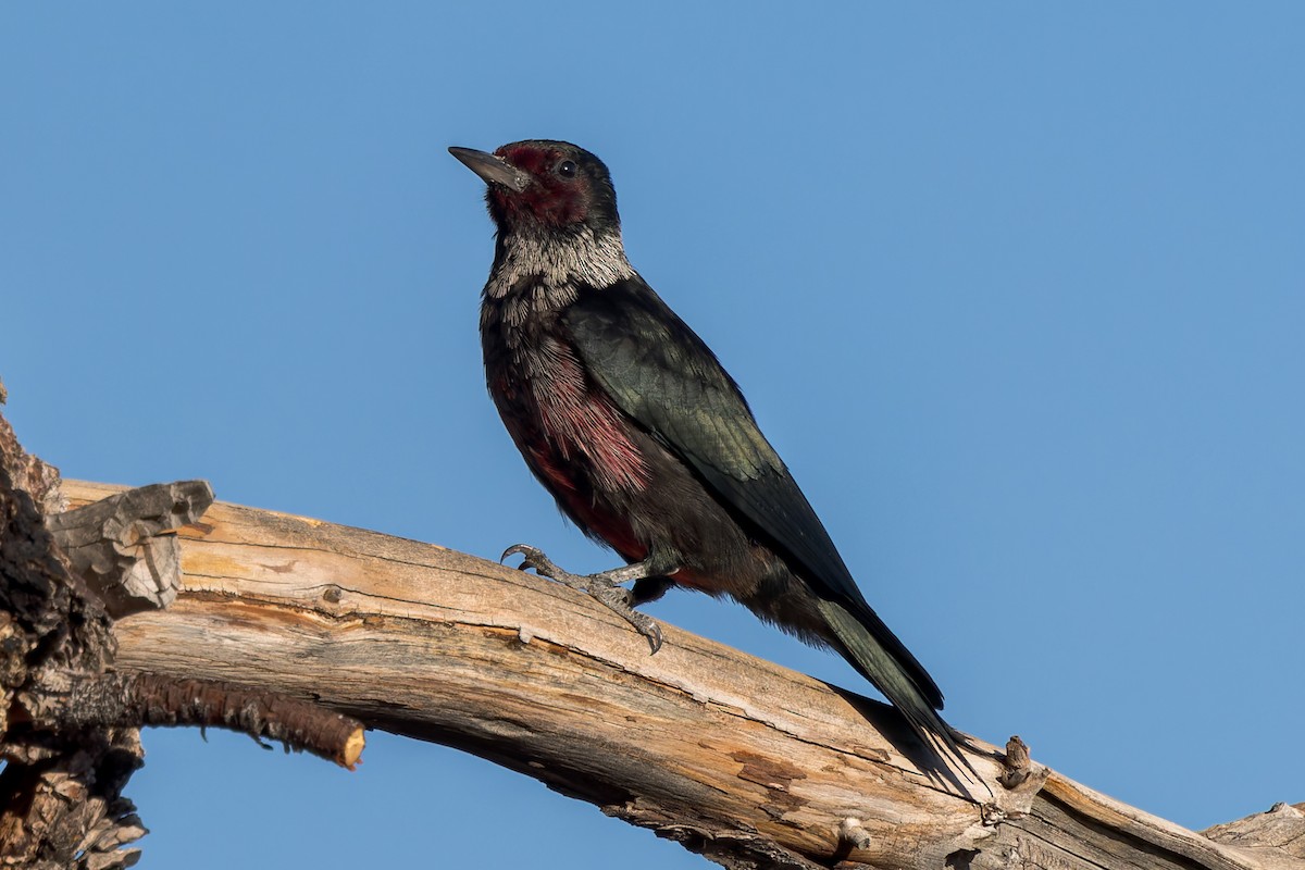 Lewis's Woodpecker - ML644126427
