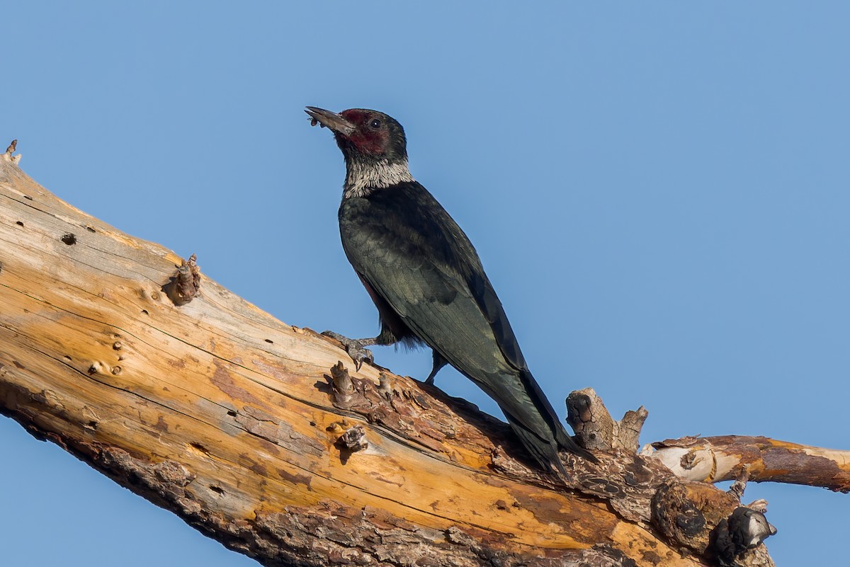 Lewis's Woodpecker - ML644126428