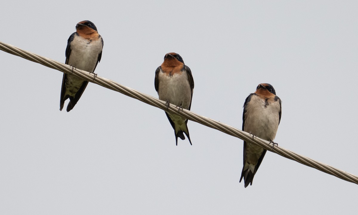 Angola Swallow - ML644126429