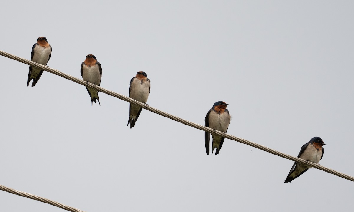 Angola Swallow - ML644126430