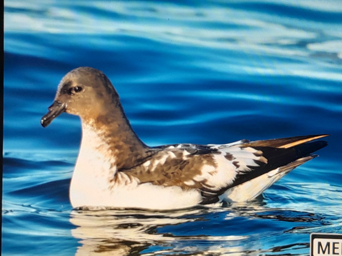 buřňák černobílý (ssp. capense) - ML644126431