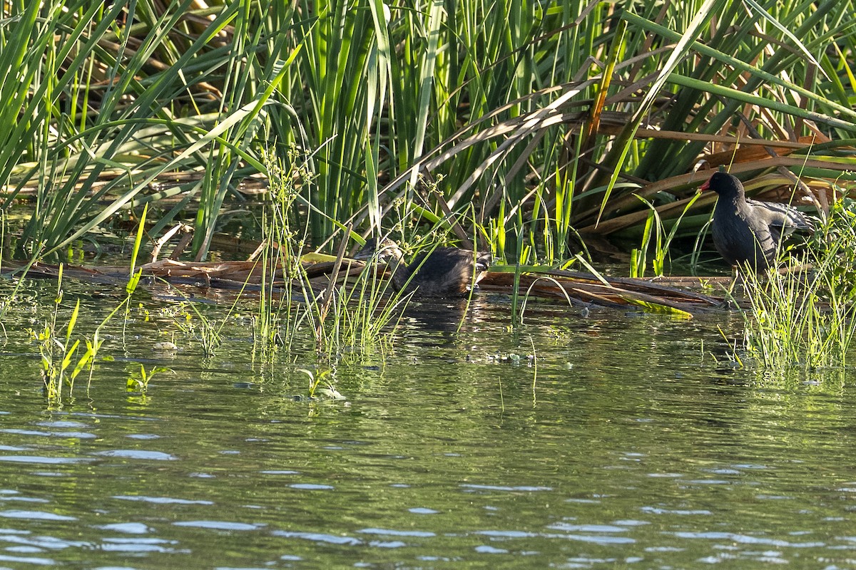 Pied-billed Grebe - ML644126432