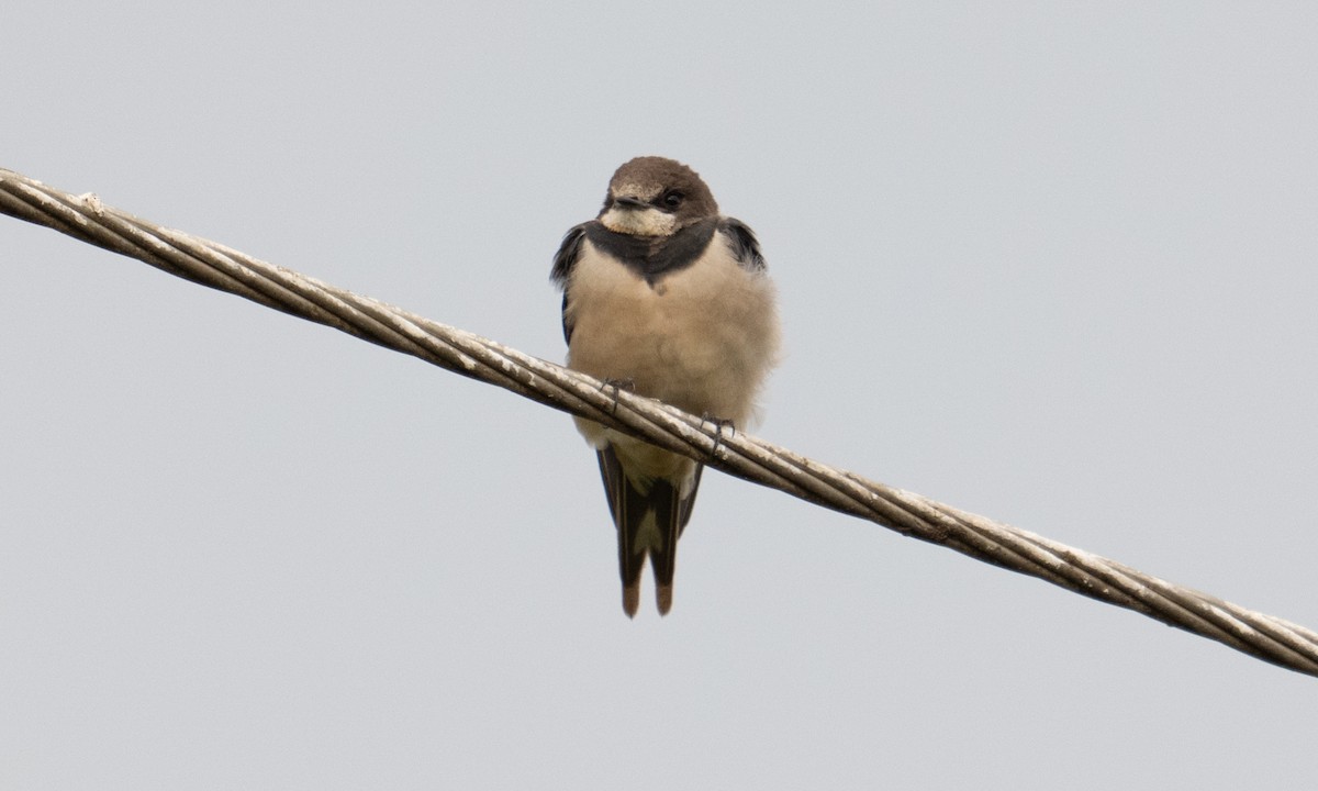 Bank Swallow - ML644126433
