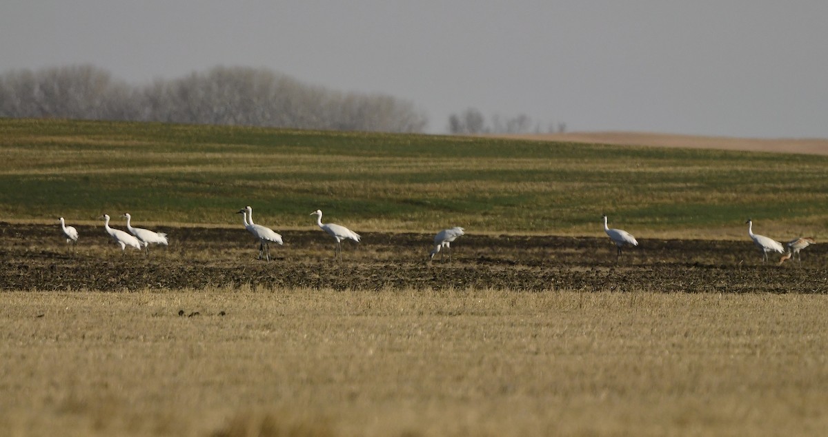 Whooping Crane - ML644126435