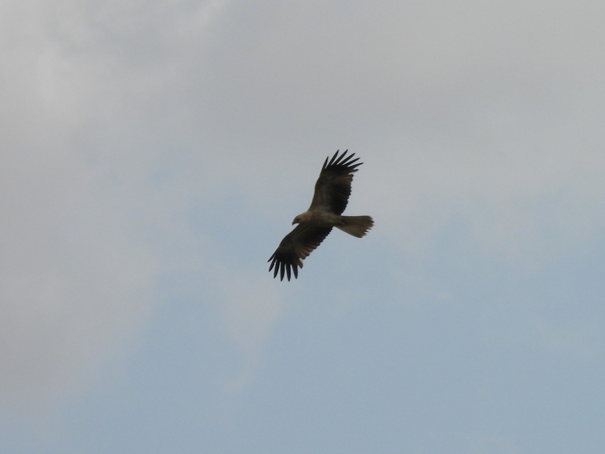 Whistling Kite - ML644126436