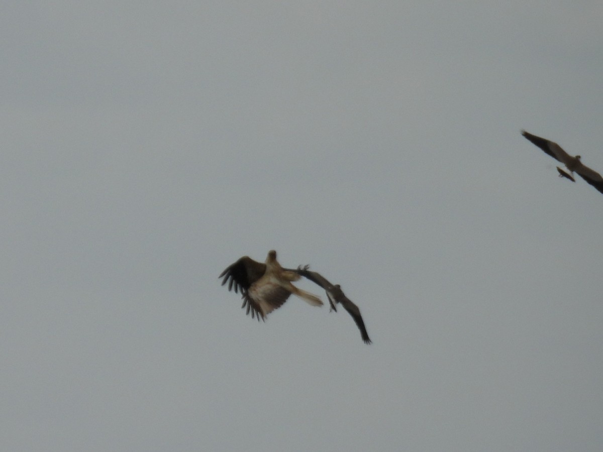 Whistling Kite - ML644126437